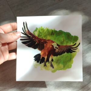 Vautour Fauve