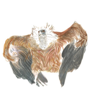 Vautour fauve
