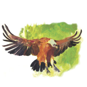 Vautour Fauve